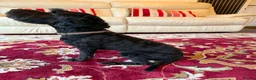 Sproodle dogs for sale: 3 year old small male sproodle for sale  - Advert 3