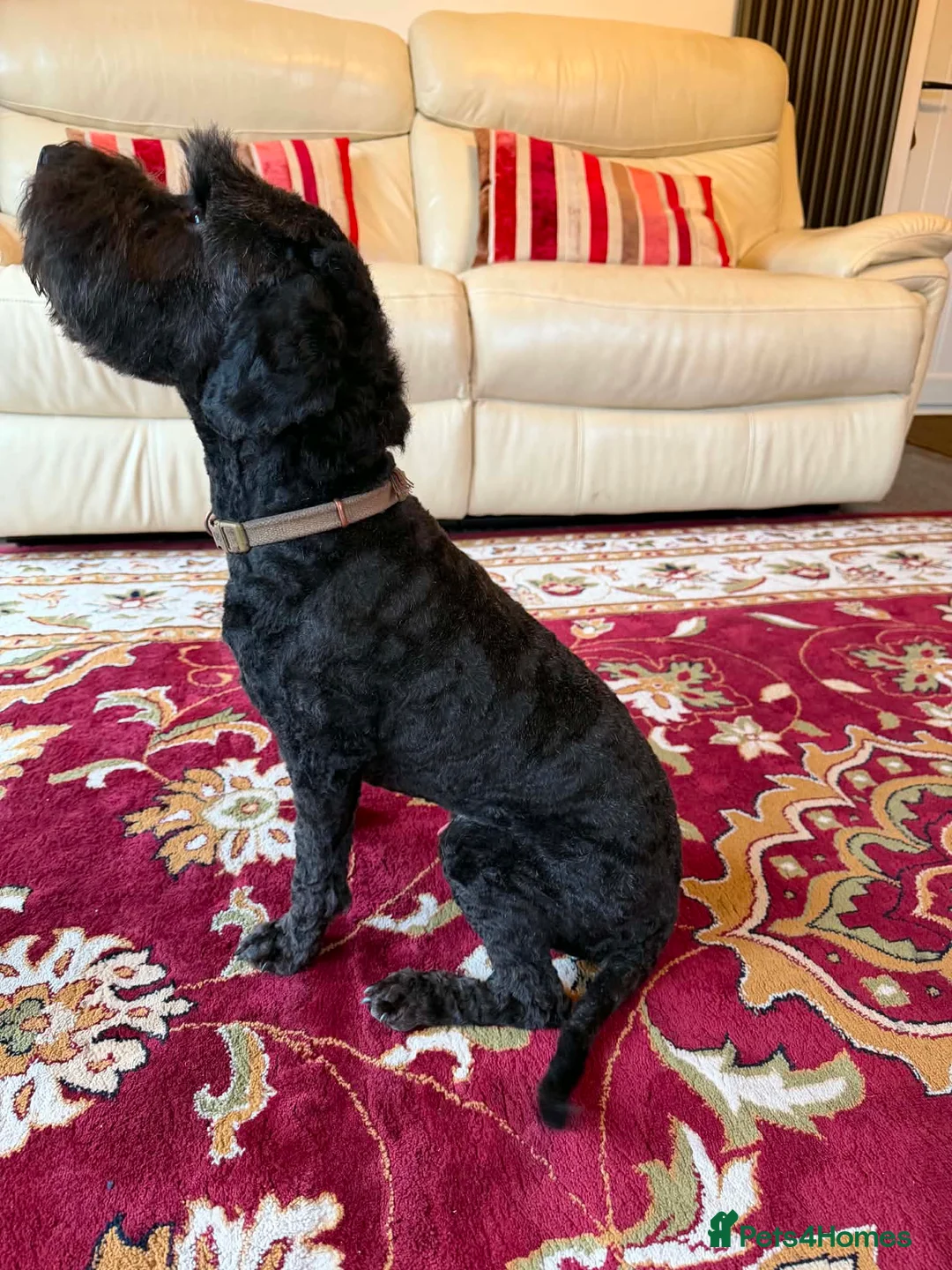 Sproodle dogs for sale: 3 year old small male sproodle for sale  - Advert 3