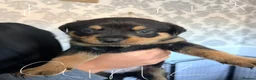 Rottweiler dogs for sale: Tilly’s puppies  - Advert 8