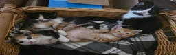 Mixed Breed cats for sale: Gorgeous kittens, 1 female ginger kitten - Advert 14
