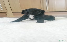Cocker Spaniel dogs for sale: QUALITY COCKER SPANIAL PUPPIES VARIOUS COLOURS - Image 27