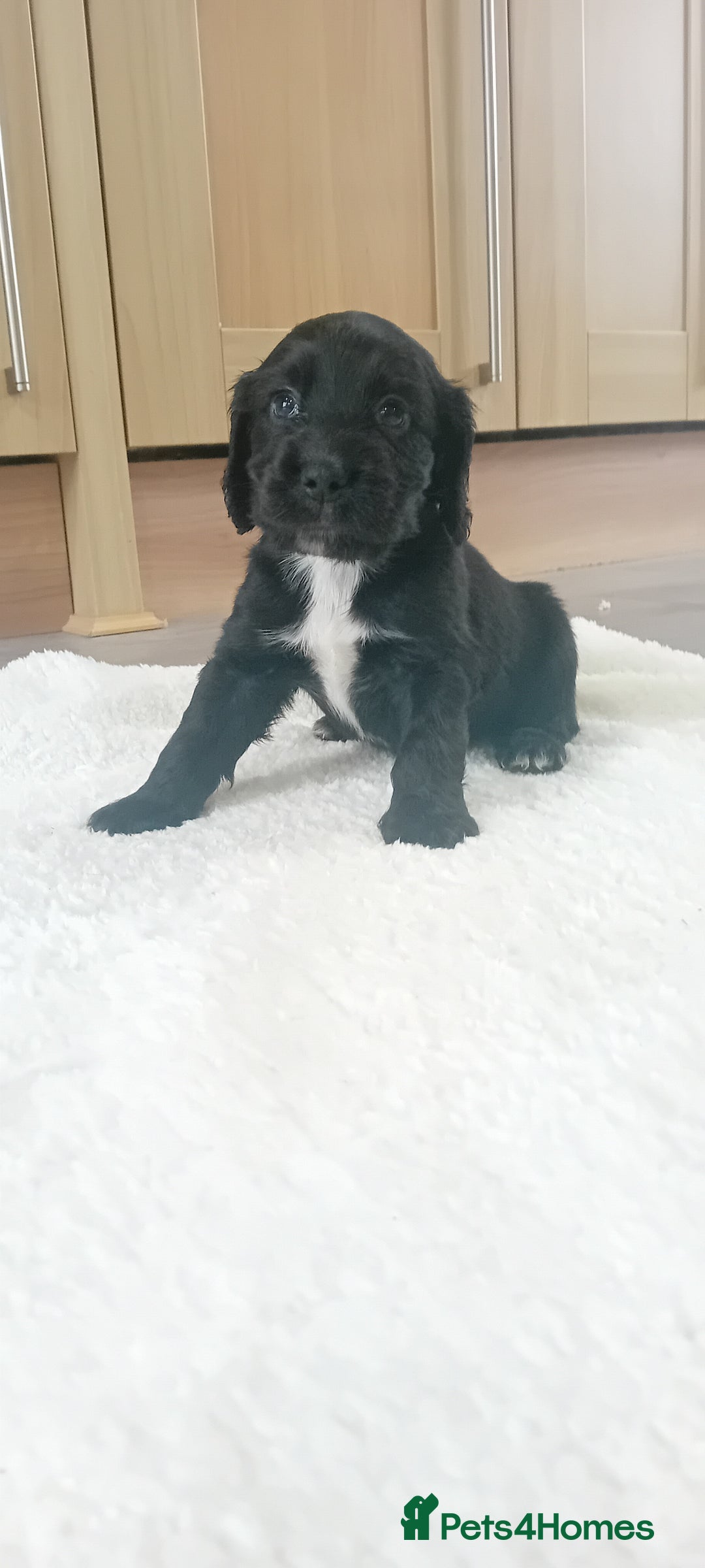 Cocker Spaniel dogs for sale: QUALITY COCKER SPANIAL PUPPIES VARIOUS COLOURS - Image 27