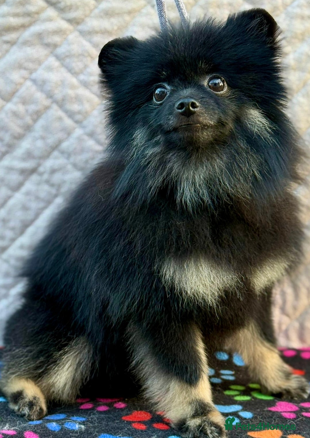 Pomeranian dogs for adoption: Puffy: A Little Heart That Survived - Image 3