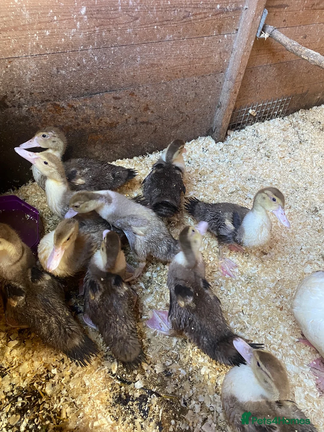 Ducks poultry for sale: Muscovy ducklings - Advert 4