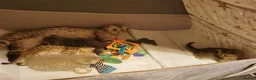 Scottish Fold cats for sale: 5 Beautiful Scottish Kittens Ready for Homes 🐾 - Advert 4