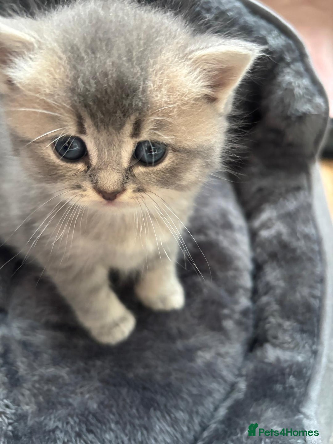 British Shorthair cats for sale: 4 British shorthair kittens available  - Advert 8