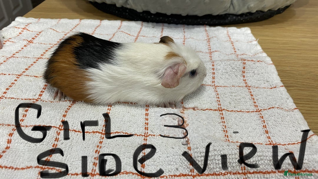 Guinea Pig rodents for sale: 3 Female Guinea Pigs - Image 7