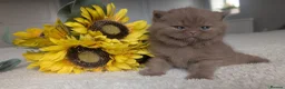 British Shorthair cats for sale: Cinnamon British Shorthair  - Advert 2