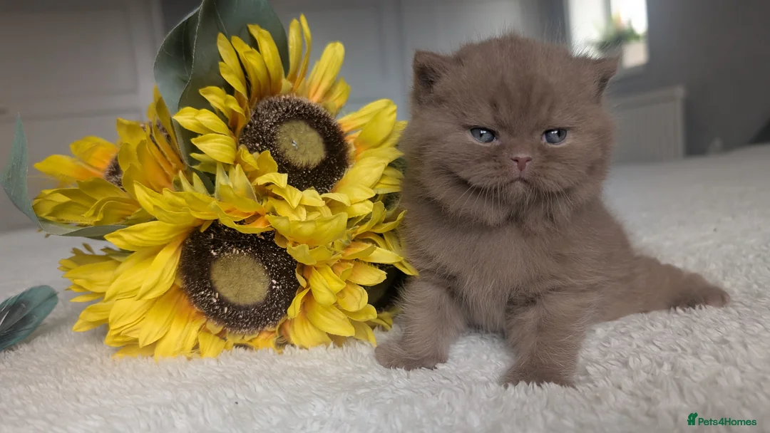 British Shorthair cats for sale: Cinnamon British Shorthair  - Advert 2