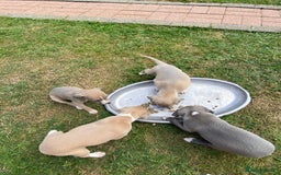 Italian Greyhound dogs for sale: Italian greyhound puppy’s  - Image 6