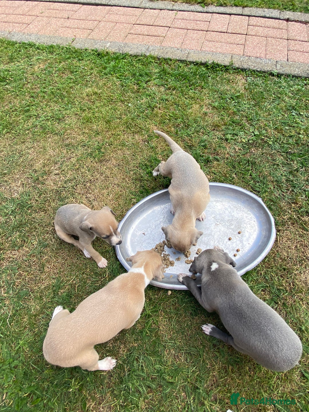 Italian Greyhound dogs for sale: Italian greyhound puppy’s  - Image 6