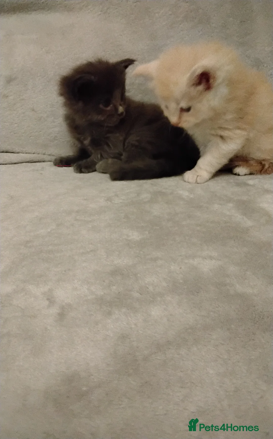 Maine Coon cats for sale: Exceptional Maine Coon kittens available - Advert 18