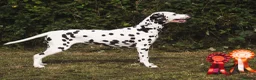 Dalmatian dogs for sale: KC Show Quality Rare LUA Dalmatian Puppies - Advert 13