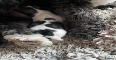 Lhasa Apso dogs - Advert 14