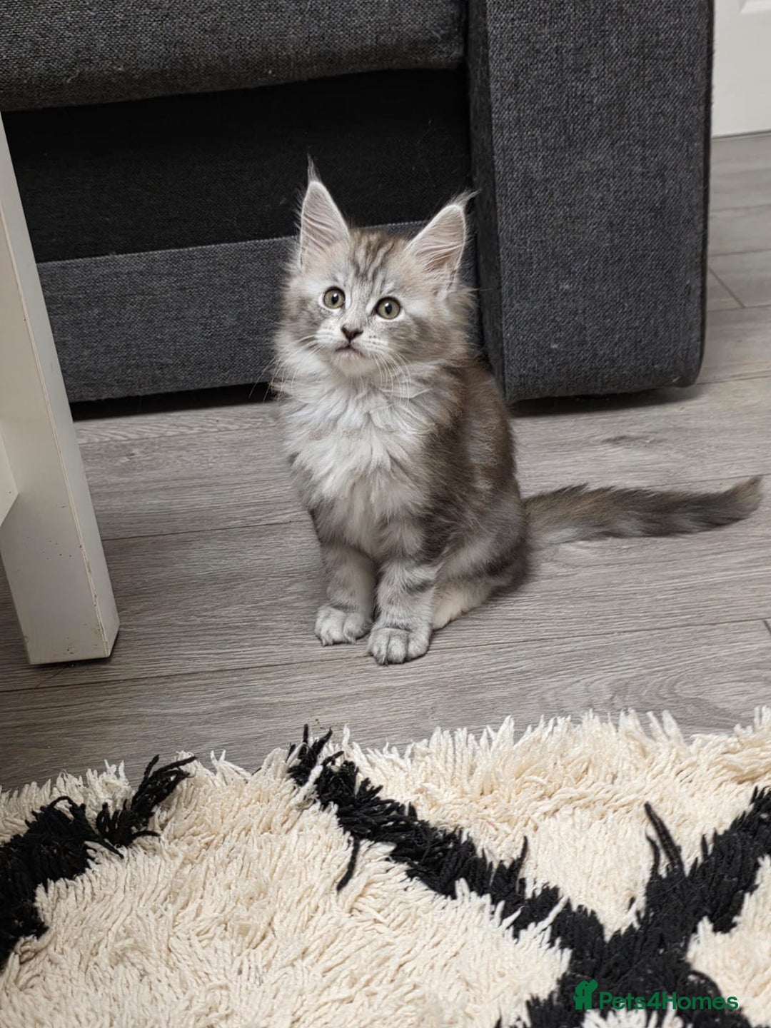 Maine Coon cats for sale: 💕💕💕5 Amazing Maine Coon kittens💕💕💕  - Image 28