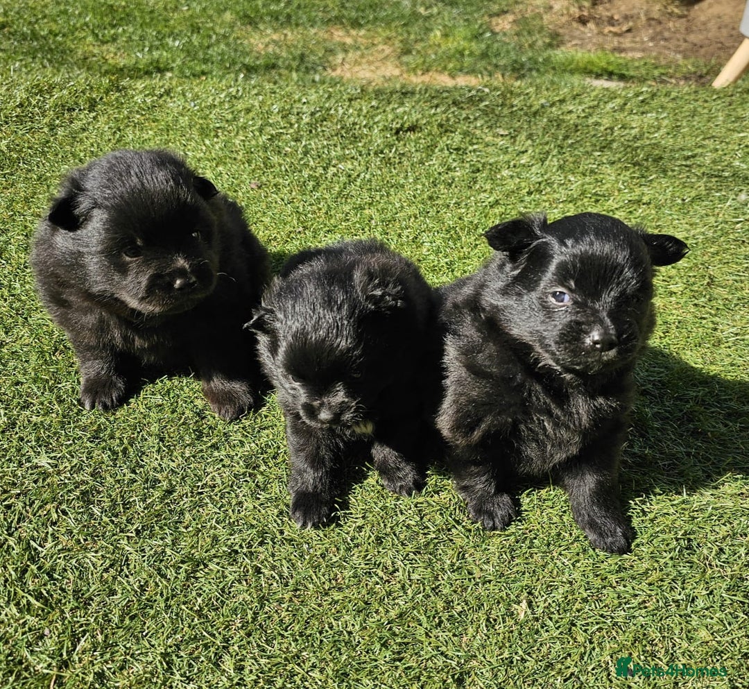 Pomeranian dogs for sale: 3 Pure XS Pomeranian, Boys Bear&Milo. Girl Ebony - Image 1
