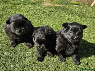 Pomeranian dogs - Advert 13