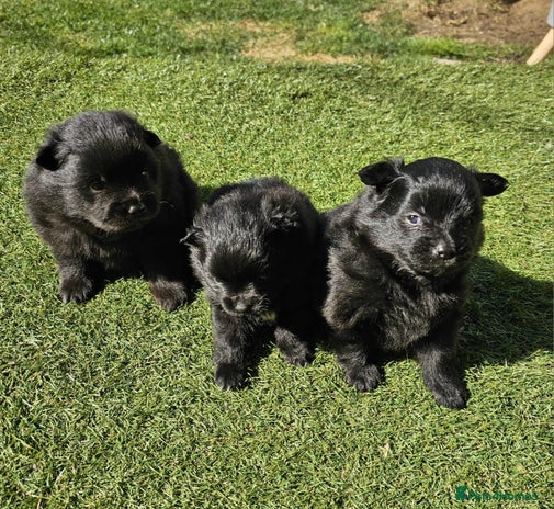 Pomeranian dogs - Advert 5