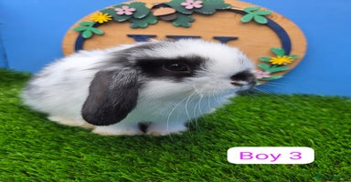 Mini Lop rabbits - Advert 1