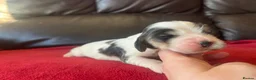 Cocker Spaniel dogs for sale: ⭐️KC Registered Show Cocker Spaniels ⭐️ in Carmarthen - Advert 4