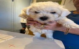 West Highland Terrier dogs for sale: West Highland Terrier Puppies - Image 11