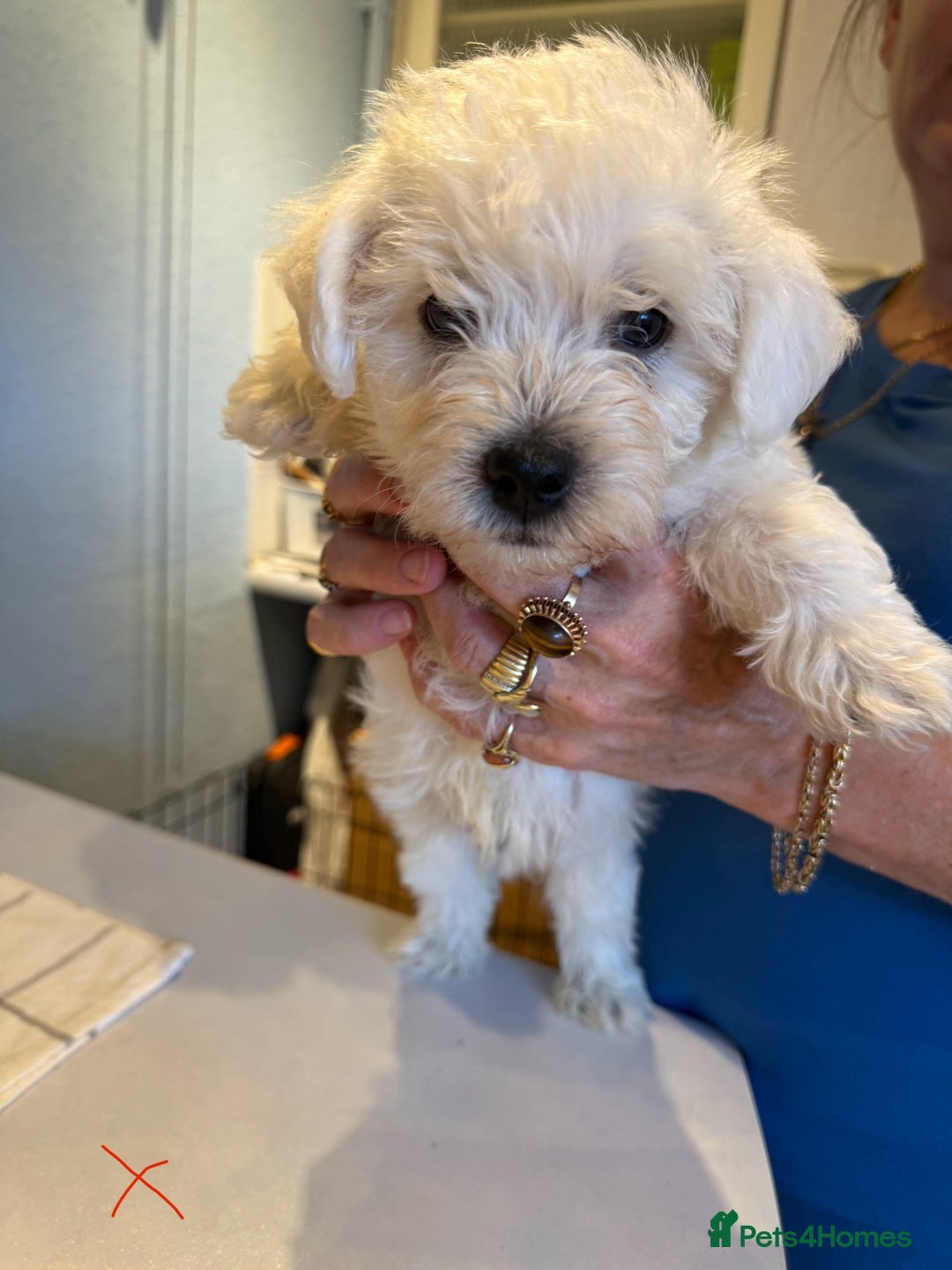 West Highland Terrier dogs for sale: West Highland Terrier Puppies - Image 11
