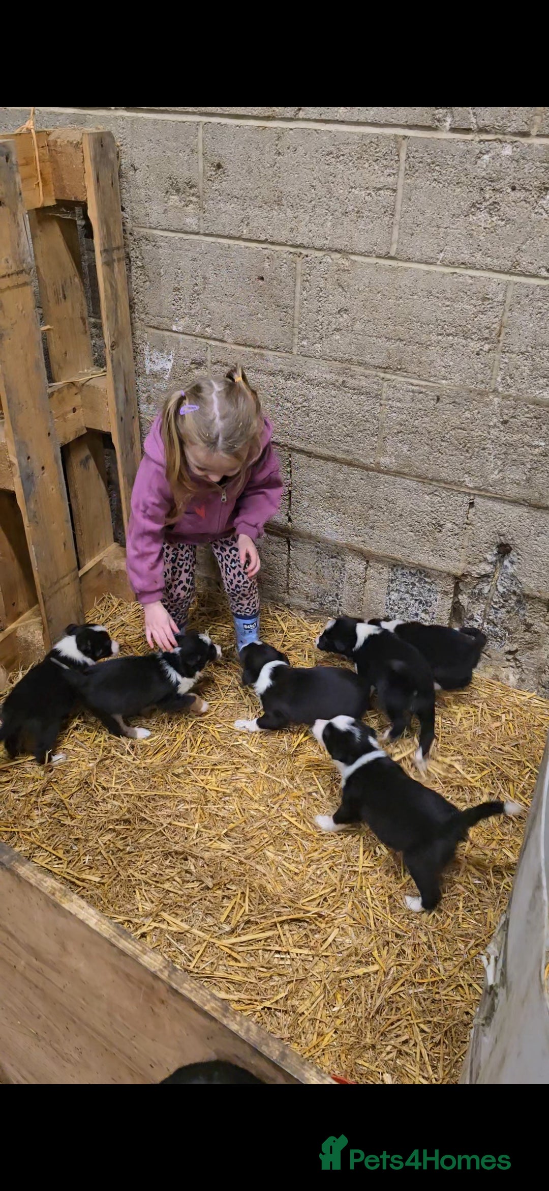 Border Collie dogs for sale: 1 border collie bitch pup - Image 4