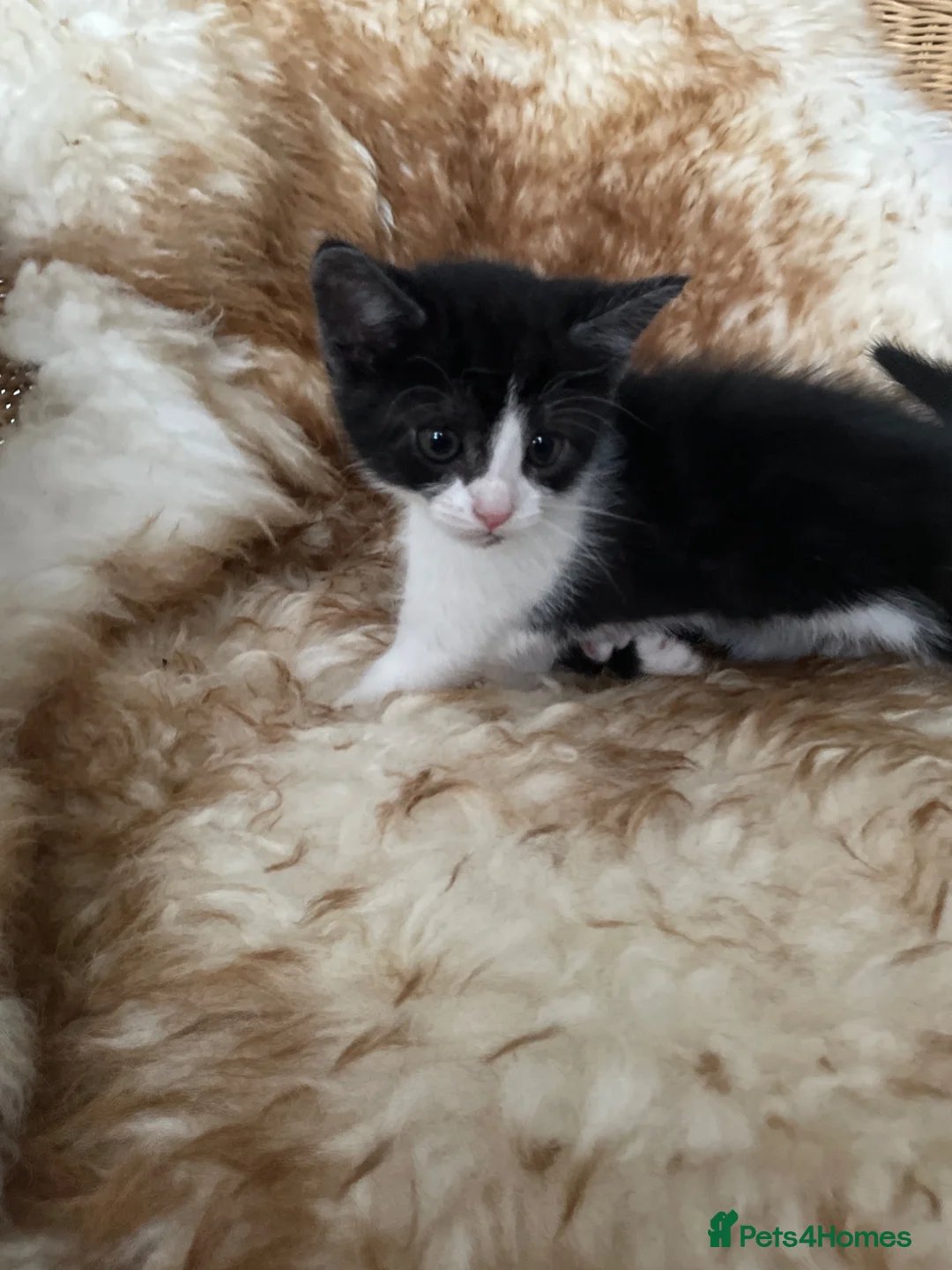 British Shorthair cats for sale: Two Kittens for sale  - Advert 2