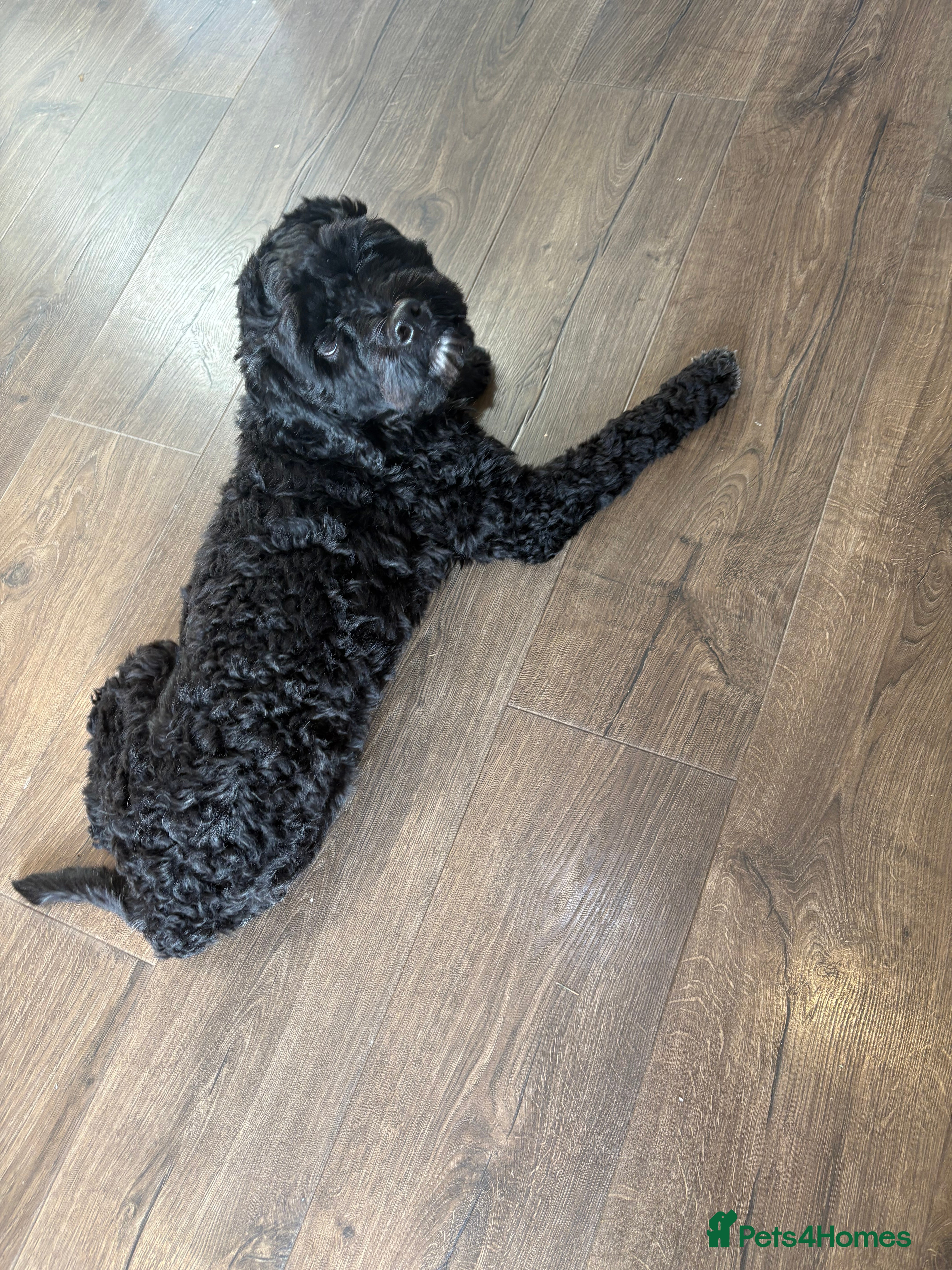 Cockapoo dogs Lovely black male cockapoo 18 months old - Advert 1