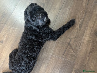 Cockapoo dogs Lovely black male cockapoo 18 months old - Advert 1