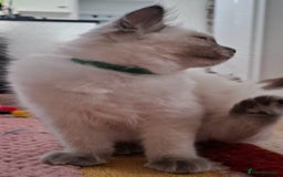Ragdoll cats for sale: LAST TWO GCCF Ragdolls 1 boy and 1 girl left - Image 9