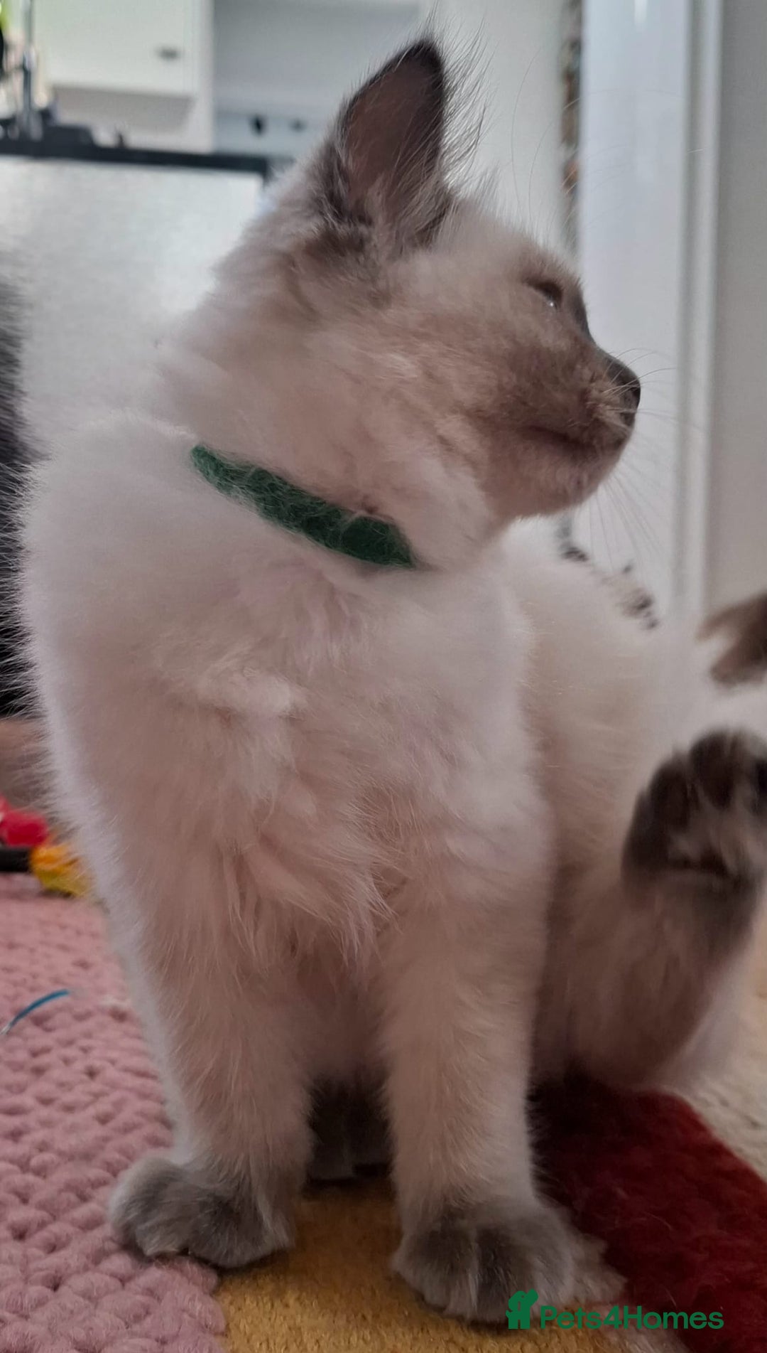 Ragdoll cats for sale: LAST TWO GCCF Ragdolls 1 boy and 1 girl left - Image 9