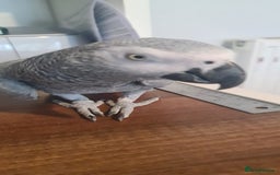 Parrots birds for sale: African grey - Image 1