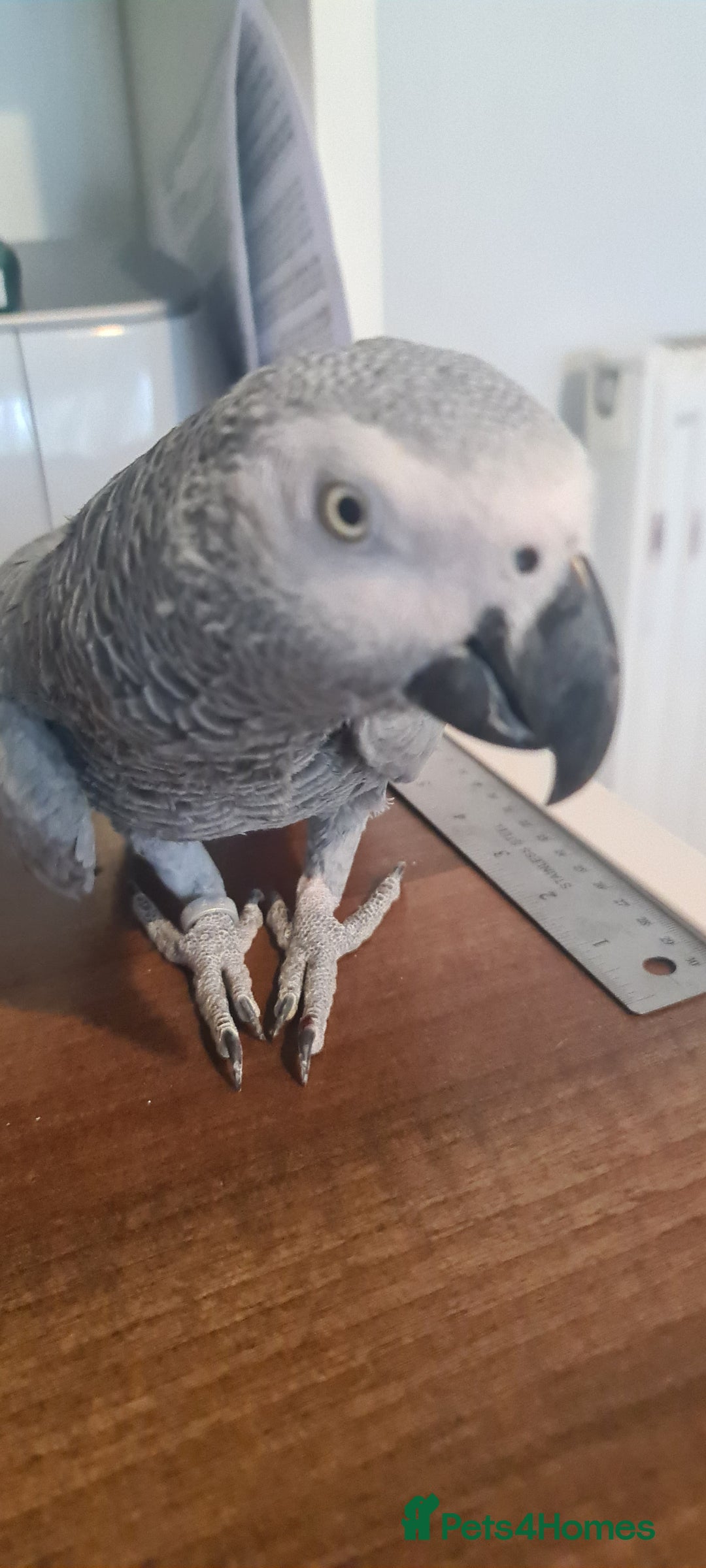 Parrots birds for sale: African grey - Image 1