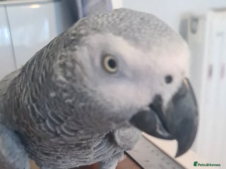 Parrots birds for sale - Advert 1