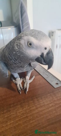 Parrots birds - Advert 1