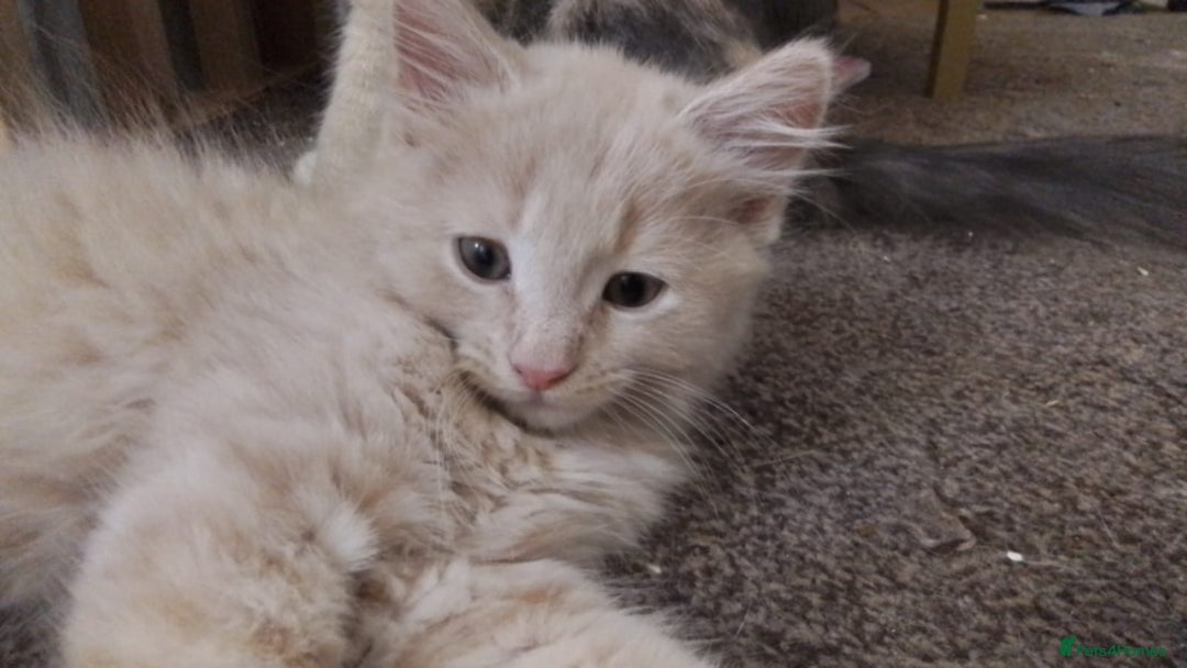 Maine Coon cats for sale: Maine coon cross persian  - Image 1