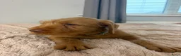 Hungarian Vizsla dogs for sale: 🐶 Beautiful Wired Haired Hungarian Visla Puppies in Saint Helens - Advert 17