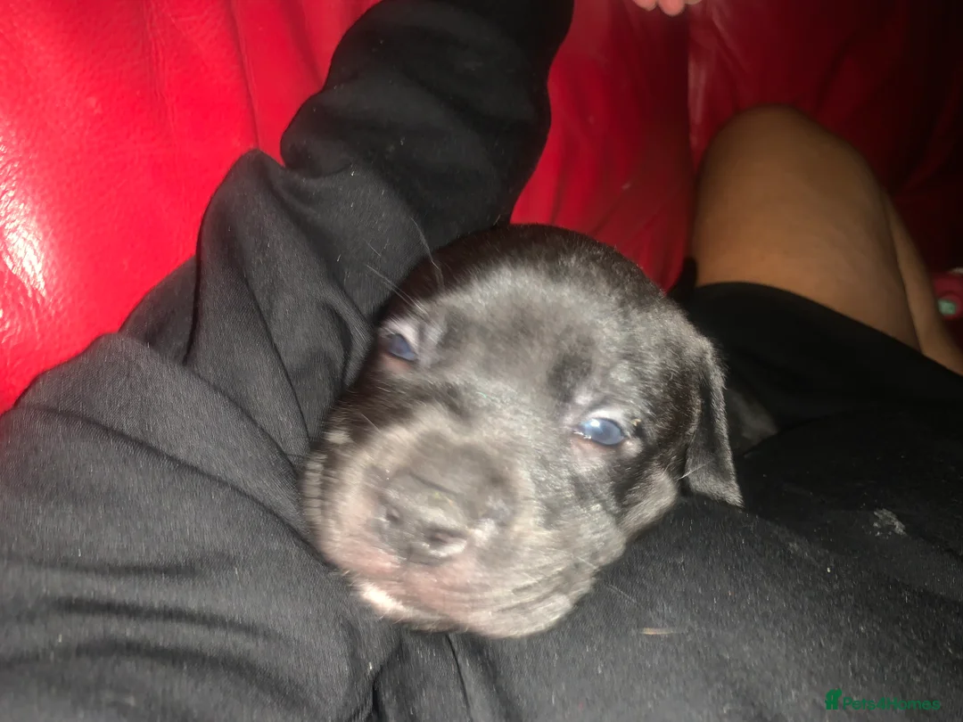 Mixed Breed dogs for sale: Miss Leanne smith - Advert 10