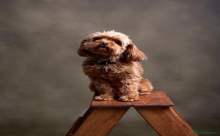 Cavapoo dogs - Advert 1