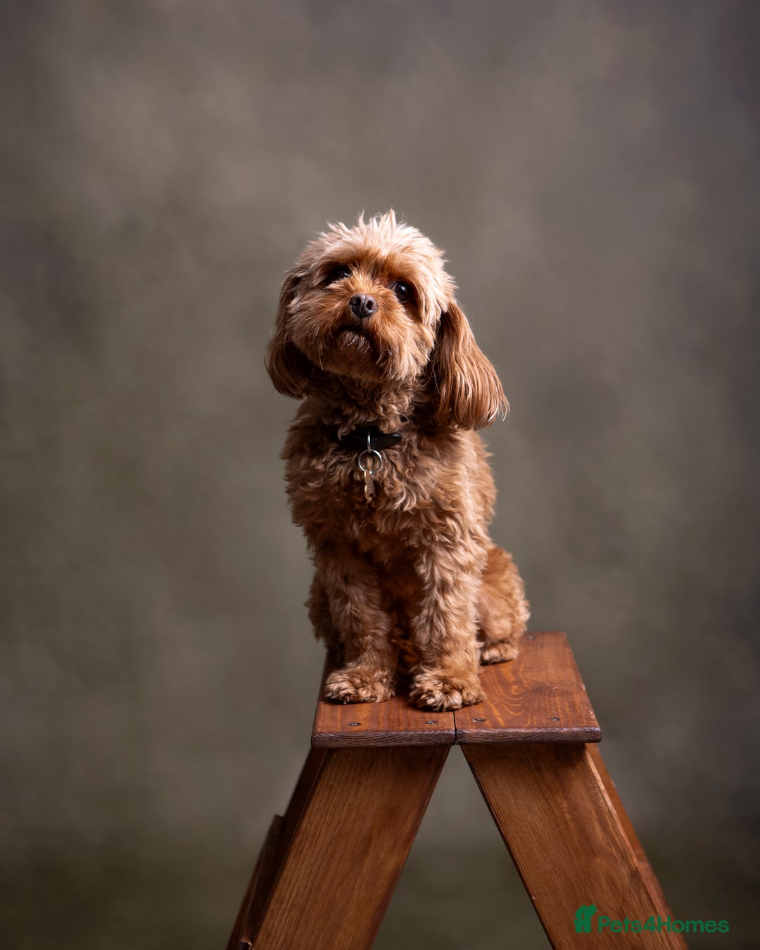 Cavapoo dogs for sale: Rehoming beautiful 4year old family (cavapoo) - Image 1