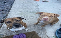 Mixed Breed dogs for sale: Gorgeous family pets are having a litter - Presa X - Image 5