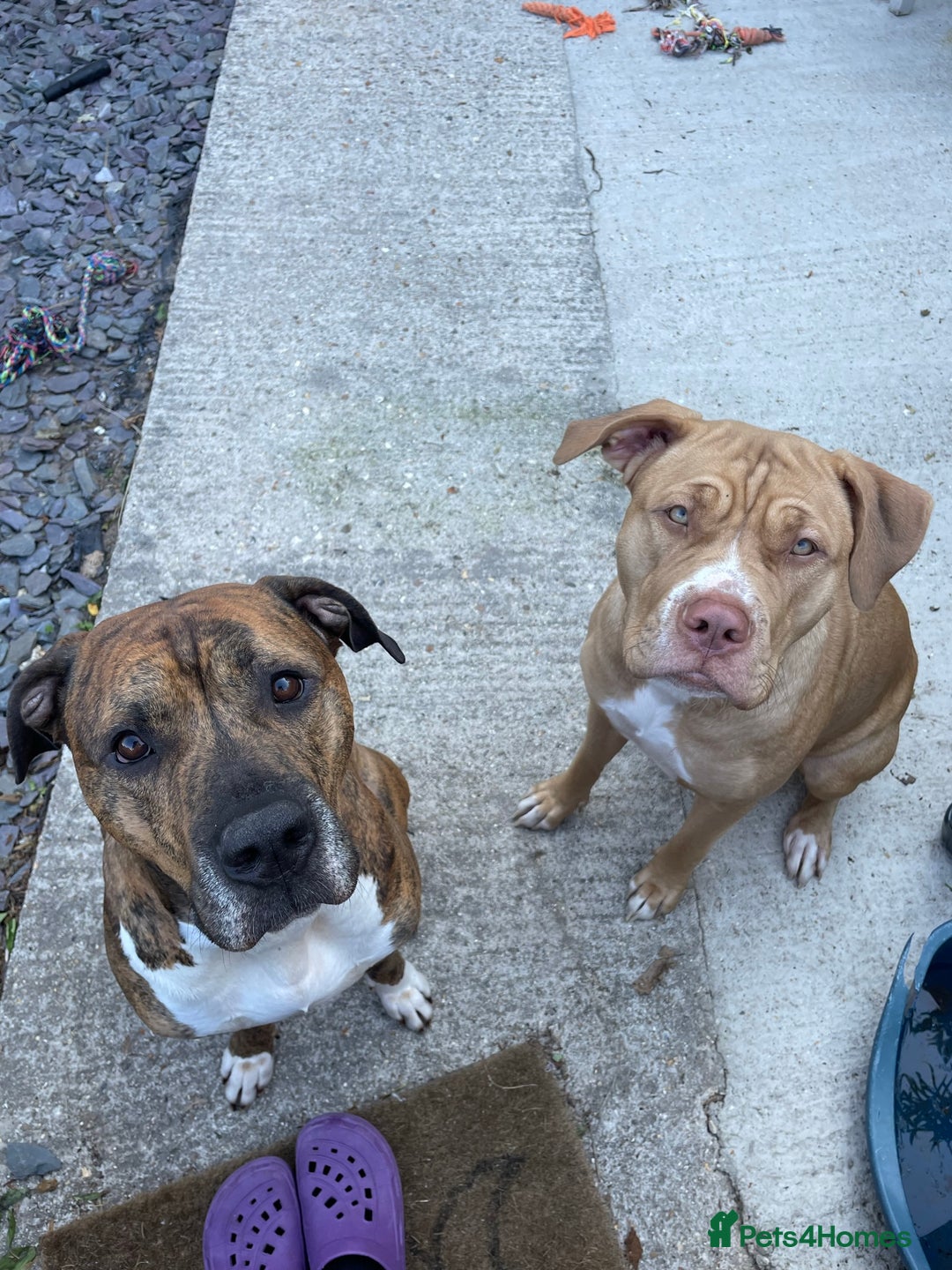 Mixed Breed dogs for sale: Gorgeous family pets are having a litter - Presa X - Image 5