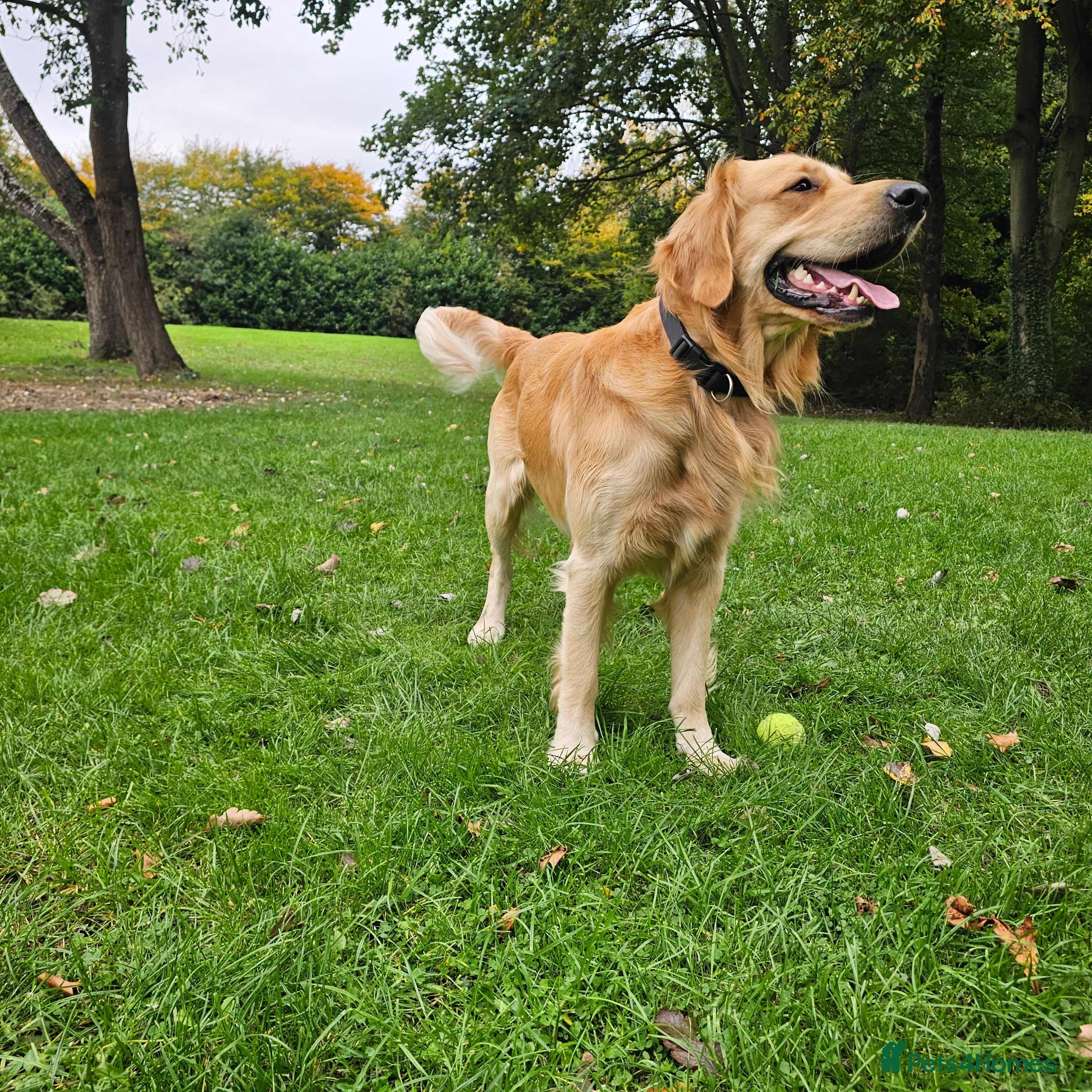 Golden Retriever dogs Golden Retriever Stud Dog – Northampton  - Advert 15