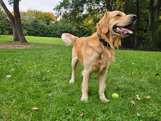 Golden Retriever dogs Golden Retriever Stud Dog – Northampton - Advert 15
