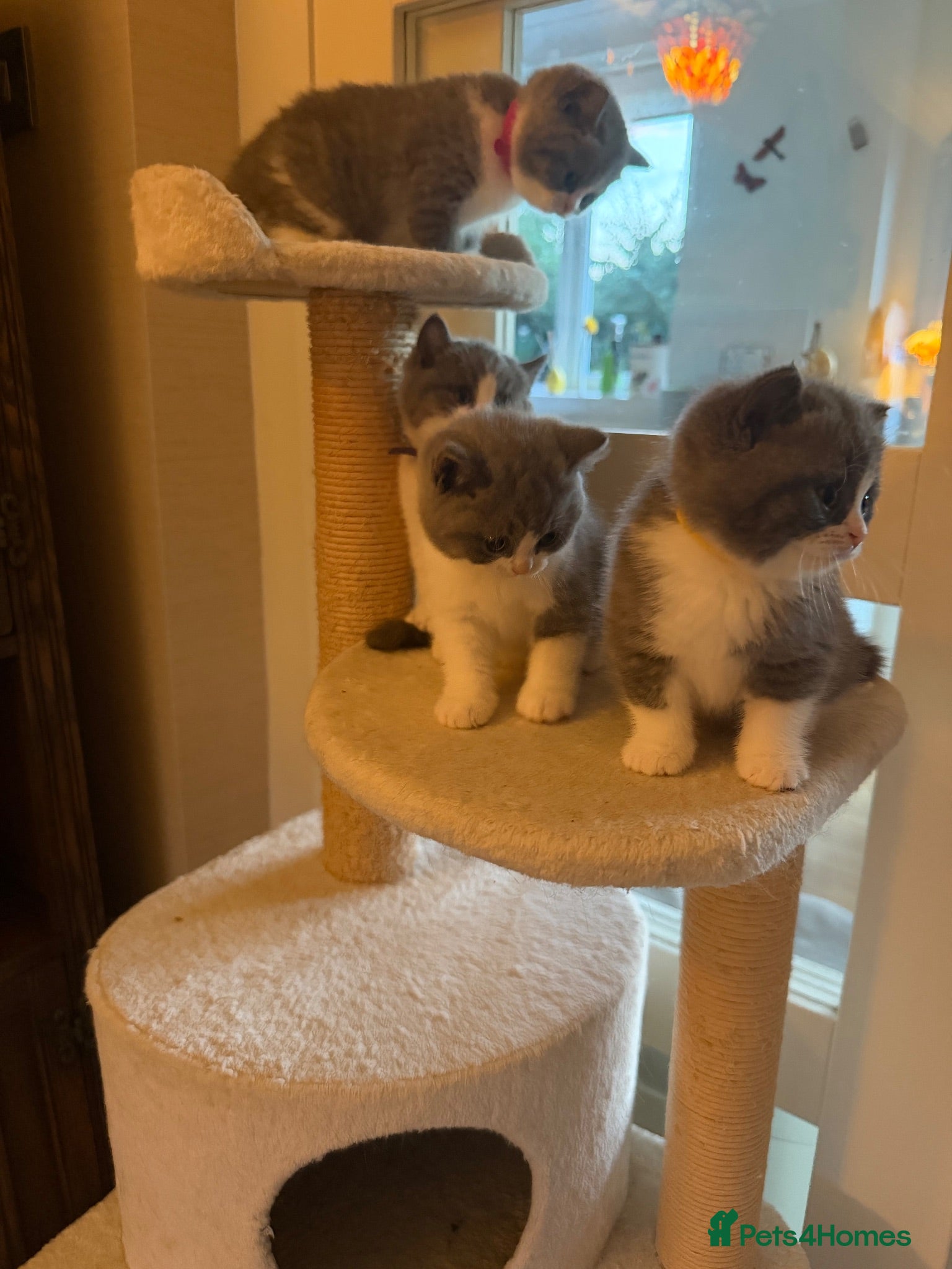 British Shorthair cats 🐾 Beautiful Blue & White BSH Boys 🐾 - Advert 2