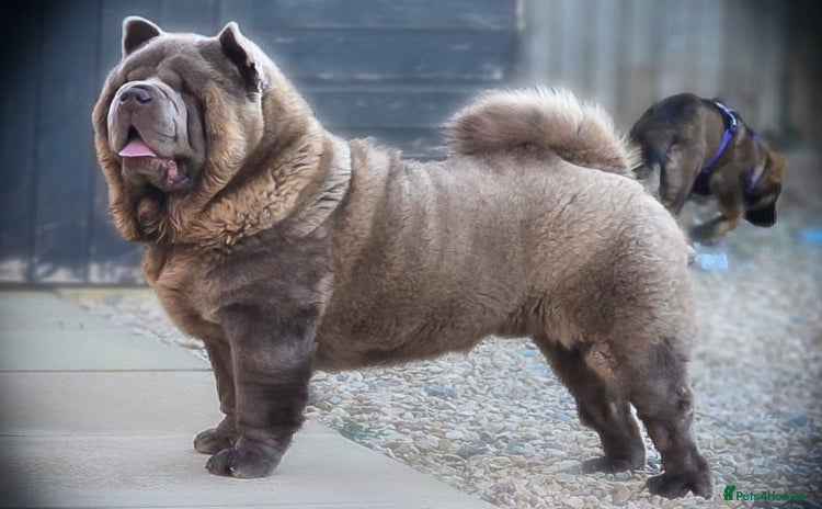 Chow Chow dogs - Advert 5