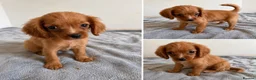 Cavapoo dogs for sale: Toy Cavapoo puppies- 3 boys & 3 girls  - Advert 4