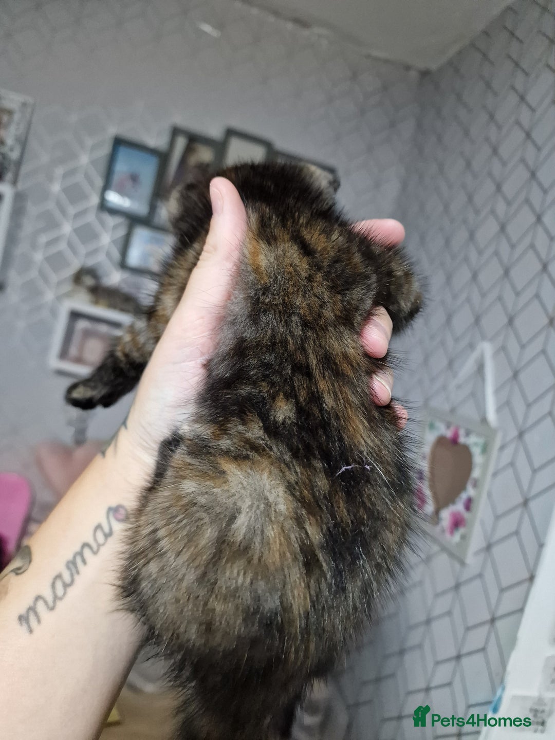Mixed Breed cats for sale: Bsh cross maine coon - Image 2