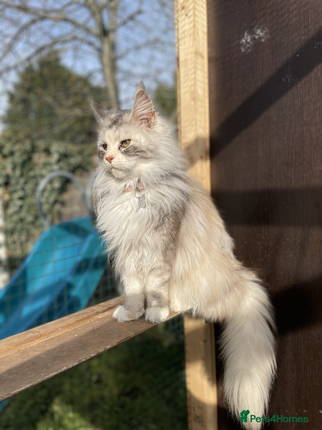 Maine Coon cats for sale: Maine coon kittens  - Image 6